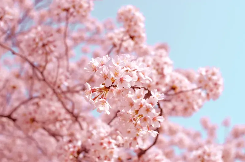 樱花绽放